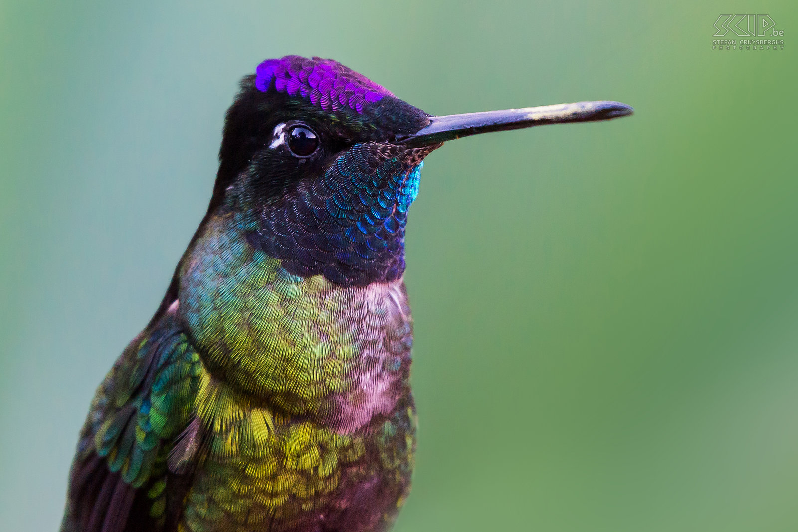 San Gerardo de Dota - Closeup Rivoli's kolibrie Close-up van een Rivoli's kolibrie (magnificent hummingbird, eugenes fulgens) in de vallei van San Gerardo de Dota in Costa Rica. De Rivoli's kolibrie is een vrij grote kolibrie (11-14 cm). Het volwassen mannetje is groen-brons met een paarse kroon, een helder blauw-groene keel en de rest van het hoofd is zwart met een witte vlek achter het oog. Het belangrijkste voedsel van deze kolibrie is nectar en soms wat kleine insecten. Stefan Cruysberghs